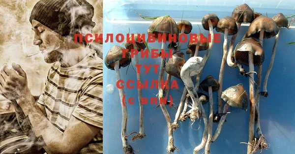 прущие грибы Бикин